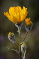 Desert Bloom�